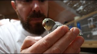 Ultimate Budgie Breeding Guide  Breeder Tips and Secrets Inside [upl. by Simdars]