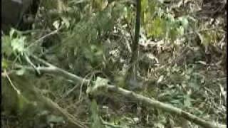 Tree Puller video [upl. by Haile]