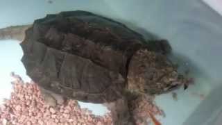 Macrochelys temminckii LEON [upl. by Nixie221]