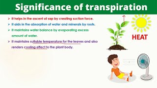 Significance of transpiration  Biology [upl. by Raamal]