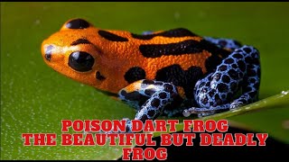 Poison Dart Frog  The Beautiful But Deadly Frog [upl. by Azmah]