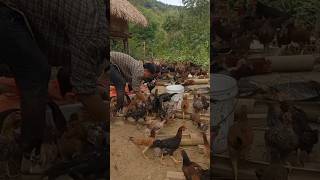 raising 100 chickens on the hill circular agriculture green agriculture chicken chickenfarm [upl. by Aronel]