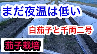 『茄子栽培』5月のトンネル管理は難しい。今後比べてみてください。2024年5月5日 [upl. by Deloria]