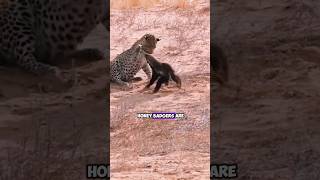 The Fearless Battle Leopard vs Honey Badger [upl. by Thorr474]