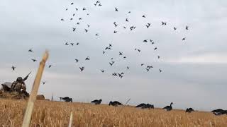 Mallards  Pintail Limit and some Specks in Alberta [upl. by Stacie948]