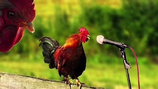 Funny Chicken Song and Rooster Dance 4  Chicken Dance Songs amp Chicken Videos 1 🐔 🐓 [upl. by Elleynad676]