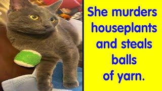 Hilarious Cases Of Cats Being Total Criminals And Causing Havoc In Their Loving Homes  Cute Cat [upl. by Nalyk]