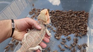 1000 Crickets VS Bearded Dragon FEEDING FRENZY [upl. by Clementina]