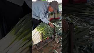 Green onion cutting process Goodtools smartwork short [upl. by Naldo]