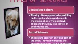 How to Spot Dog Seizure Symptoms [upl. by Riesman26]