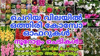 🤩🌺💥 വളരെ ചെറിയ വിലയിൽ ഒത്തിരി ചെടികൾ കിട്ടിയാലോgardening reels [upl. by Baum]