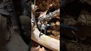 She explores the new enclosure 👀 tarantulas monocentropusbalfouri enclosure new shorts [upl. by Paver722]