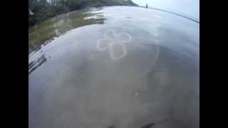 Moon jellyfish swimming in the Banana River Floridaunderwater gopro camera was used [upl. by Laersi]