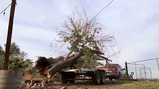 Felling tree onto trailer [upl. by Neehsas]