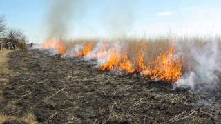 Preserving the Tallgrass Prairie [upl. by Ruyle]