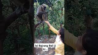 Langur ko khilaye chaneshortvideo minivlog vlog [upl. by Pokorny575]