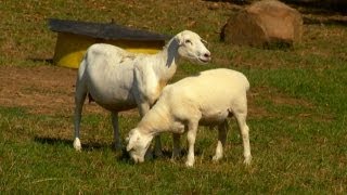 Raising White Dorper Sheep  Farm Raised Classics With P Allen Smith [upl. by Aicac666]