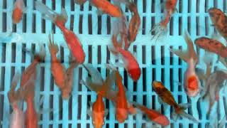 Small Mixed Pond Fantail Goldfish from Blue Ridge Koi [upl. by Ahsieyk]