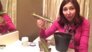 Euphorbia trigona propagation  propagation project 1 [upl. by Secilu]