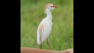 Bubulcus ibis [upl. by Stutzman]