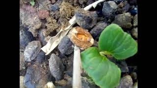 Harad  Harra  Inknut  Yellow Myrobalan Haritiki  Abhaya  seed germination  Part 01 [upl. by Bendick]