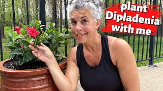 Plant DIPLADENIA With Me 🌺 The Best Flowers for Hot FullSun Areas [upl. by Nessie895]