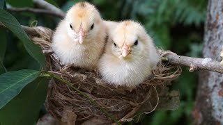 Cute Baby Chicks Chirping Sound [upl. by Atsedom502]