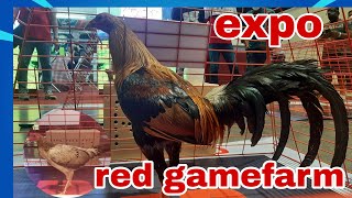 Red Gamefarm sa Expo Super quality na manokmagkano [upl. by Formenti]