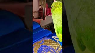 parrottalking indainringneckparrot talkingparrot parrot [upl. by Ardelle217]