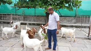 Boer Goat FarmingIndias Number 1 Pure Bloodline Boer Goat Fram [upl. by Eniala608]