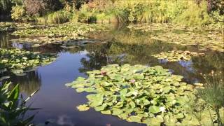 Létang de Monet  Giverny  France [upl. by Enoob866]