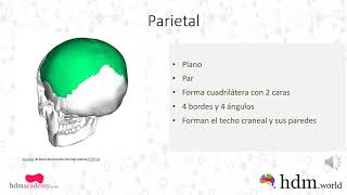 Huesos parietal y frontal [upl. by Nnyre]