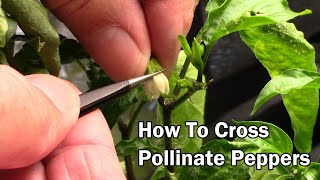 How To Cross Pollinate Pepper Plants To Create A New Type Of Pepper [upl. by Nasaj]