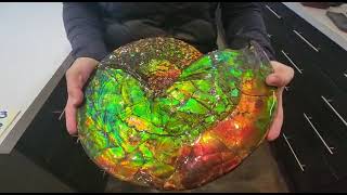 Incredibly Bright Iridescent Ammonite from Canada ammolite gemstone [upl. by Aisylla]