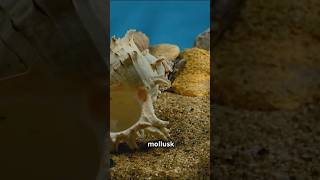 Part2 quotExploring Phylum Mollusca  PhylumMollusca 11thBiology BiologyExplained EducationalVideo [upl. by Alister]