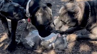 Alpha CANE CORSO Gives PITBULL Puppy a HARSH lesson in RESPECT [upl. by Wiersma]