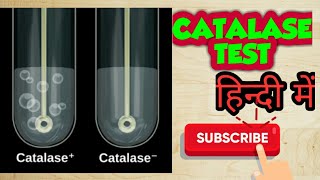 Catalase test bacterial identification in hindi [upl. by Palmira916]