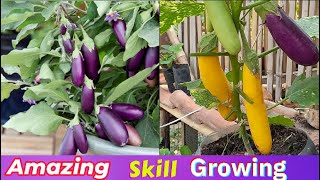 Growing Eggplant 101 A Comprehensive Guide to Cultivating Your Own Eggplant Garden [upl. by Acinnej]