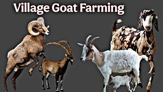 गांव में बकरी पालन Village Bakra video Bakri Mandi [upl. by Cele334]