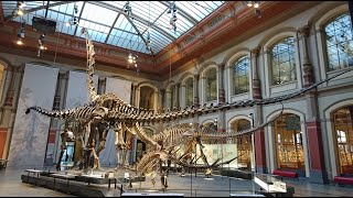 Walking With Giant Dinosaurs at Berlin’s Museum of Natural History [upl. by Htidirrem779]