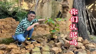 农村这种大叶植物可厉害了，普通话不知道叫什么，你们认识吗？ [upl. by Nylanaj]