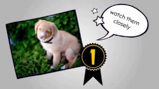 How To House Train A Puppy In 5 7 Days House Training Puppy 2017 [upl. by Yttik641]