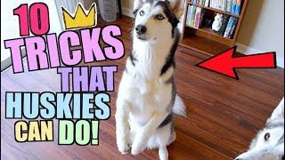 10 Tricks Any Siberian Husky Can Do [upl. by Notgnirra]