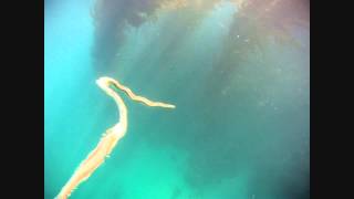 Nereidae Epitoky at Breakwater Monterey CA [upl. by Monto]