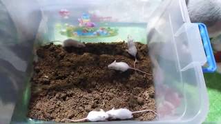 HOW MANY MICE 2019  How TO COUNT FEEDER MICE 2019  WEANED SIZE and HOPPER MICE SIZE 2019  FEEDER [upl. by Abbey]