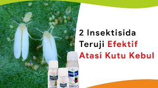 Efektif Teruji Movento dan Sivanto Atasi Kutu Kebul Cabe [upl. by Notrom]