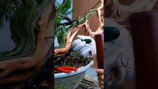 Unbelievable Transformation Wild Tree Becomes a Stunning Bonsai bonsai diybonsai bonsaitree [upl. by Nalla]