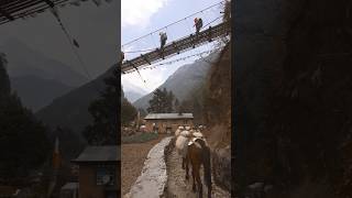 Sherpa village  Everest Base Camp Trek [upl. by Hachmann]