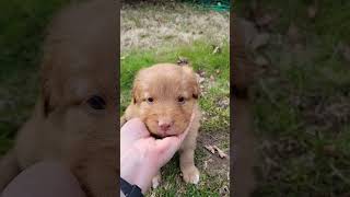 Nova Scotia Duck Tolling Retriever Puppy Toller Puppy K4 [upl. by Nayb362]