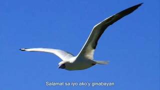 Ibong Dagat RedFooted Booby Tatos Ta Mga Kagayanen [upl. by Lilli]